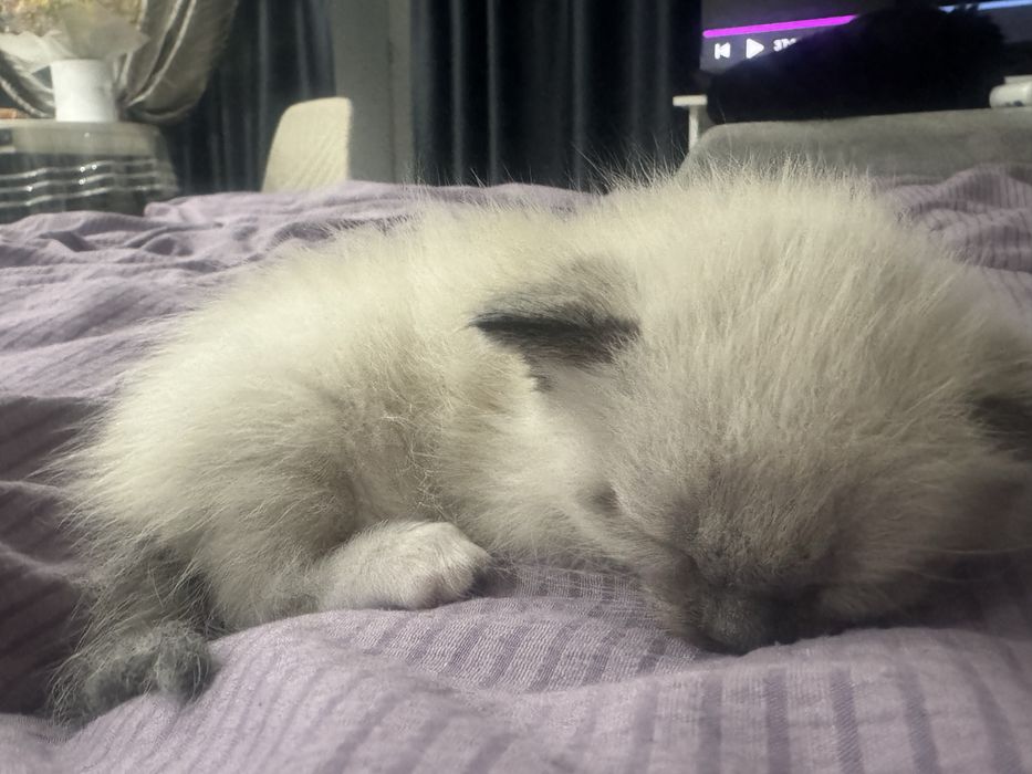 Отдам котенка девочка