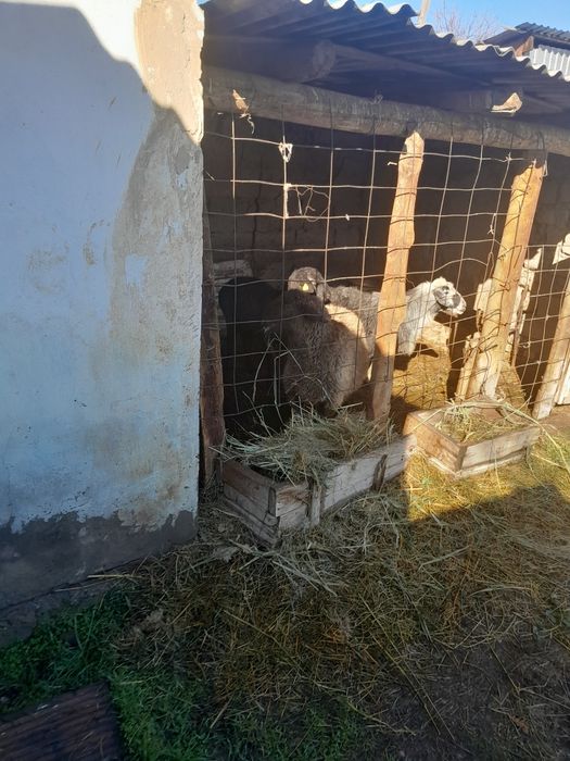 Тоқты қошқар сатылады