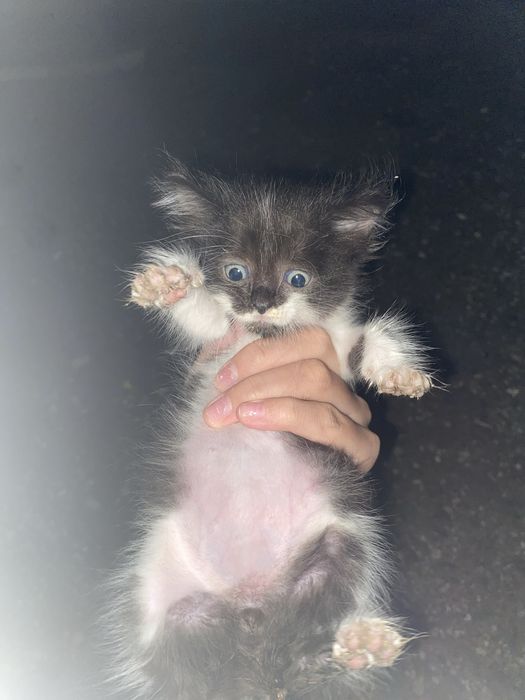 котенок кому нужен