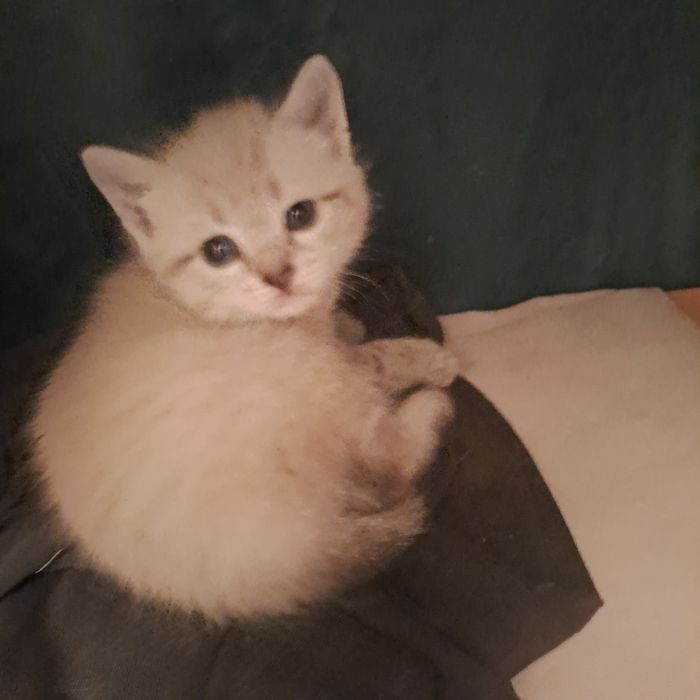 Отдам в добрые руки кошечку