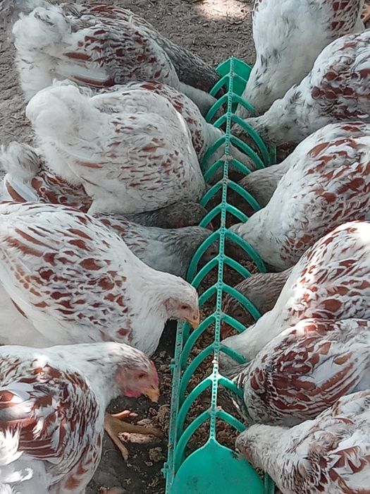 Виандот белое золото куры товук