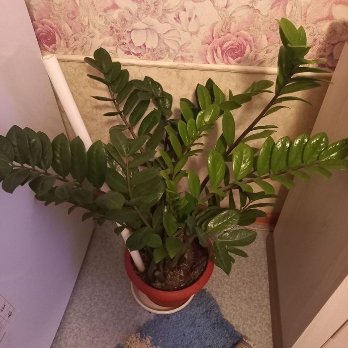 Замиакулькас или долоровое дерево