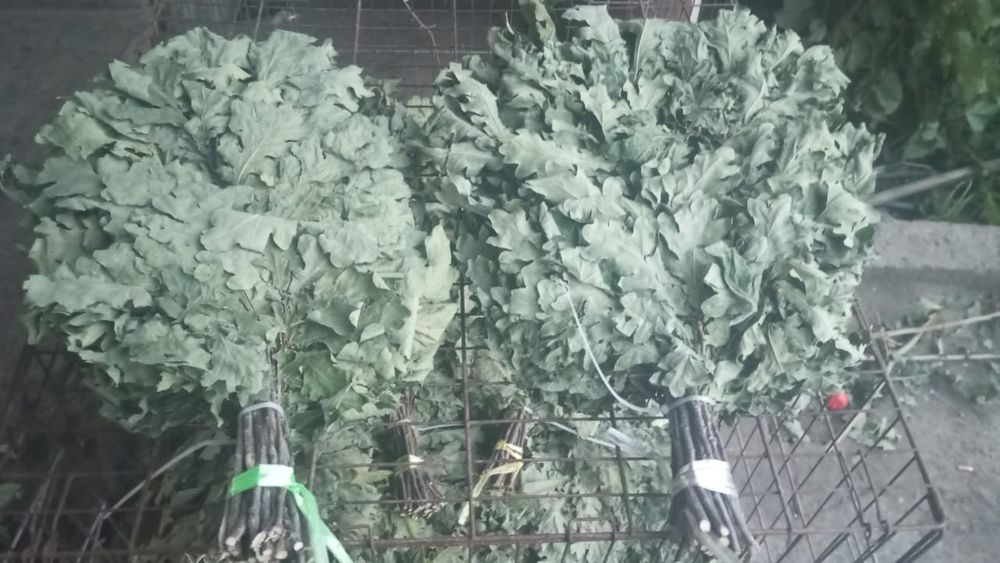 Веники для бани и травы