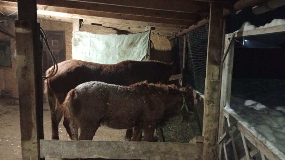 Продам кобылку 9 месяцев.