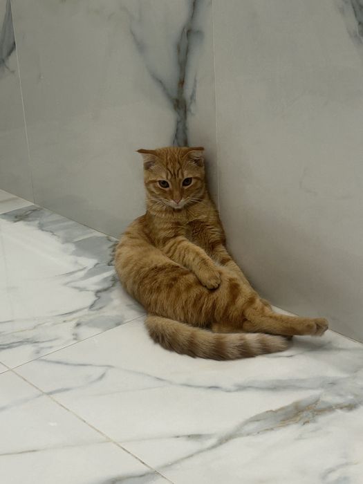 Отдаем кошку бесплатно