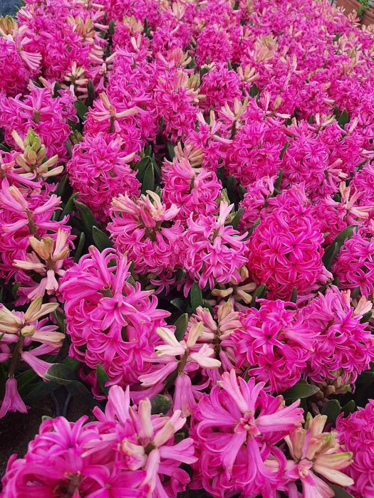 Цветя в саксия за 8-ми март