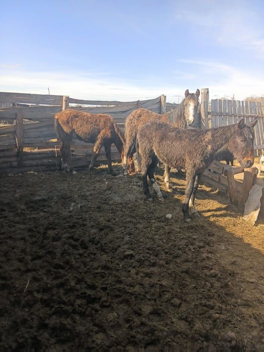 Продам Жабагы 10 голов