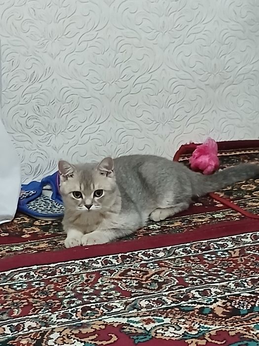 Mushuk shinshila