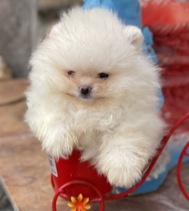 Померан мини