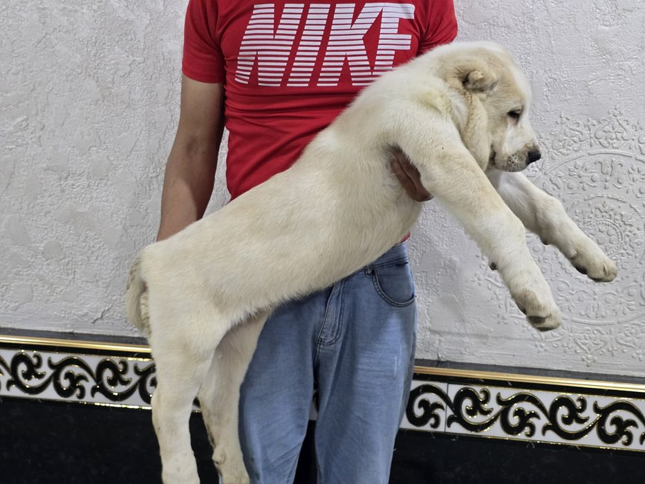 Turkman alabay 2.5oylik