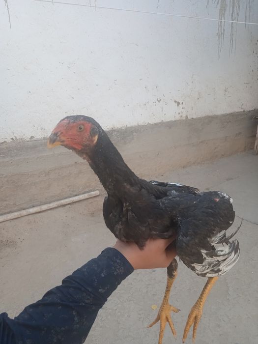 Дакан куланги жуда чемпион ни боласи 700.000