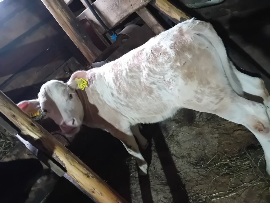 Vand doua vitele Pojorâta jud.Suceava