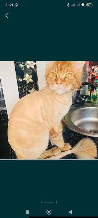 Стрижка кошек и собак