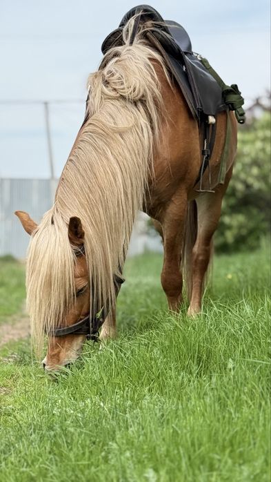 Продаётся жеребец! Айғыр!