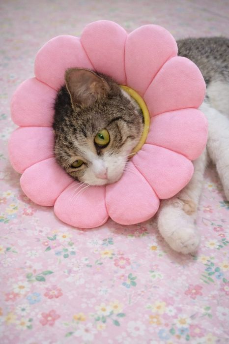 Кошечка срочно ищет доброго человека!