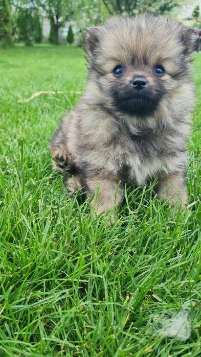 Pomeranian Spitz