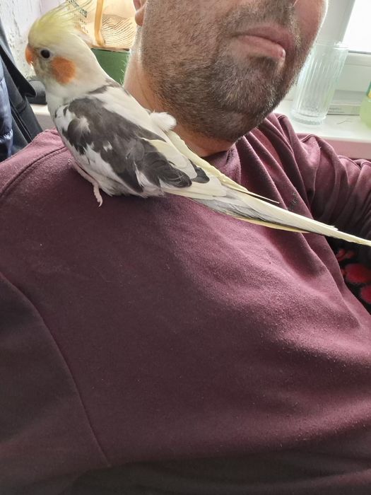 Nimfe foarte blânde