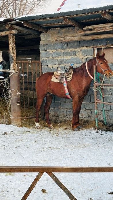 Айғыр саттылады.