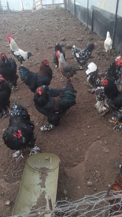 Vând Cocoși Brahman