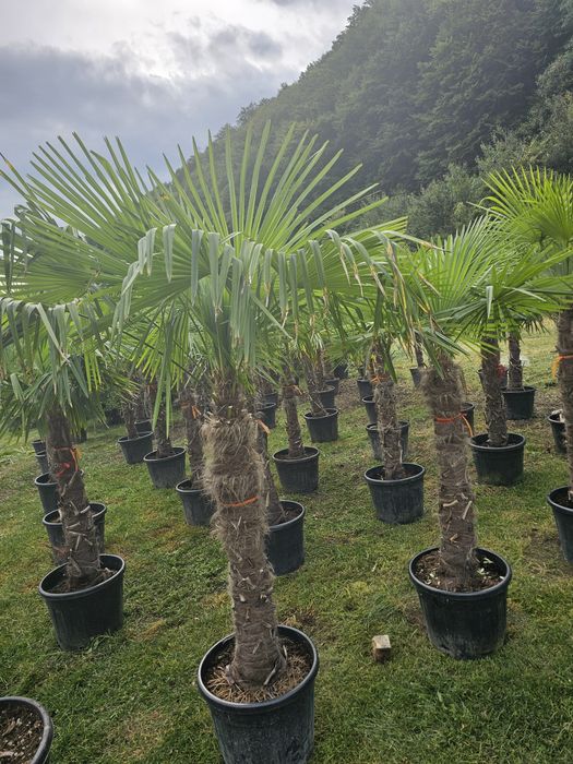 Livrare  la domiciliul cu tot cu plantare livrarea gratuit !!