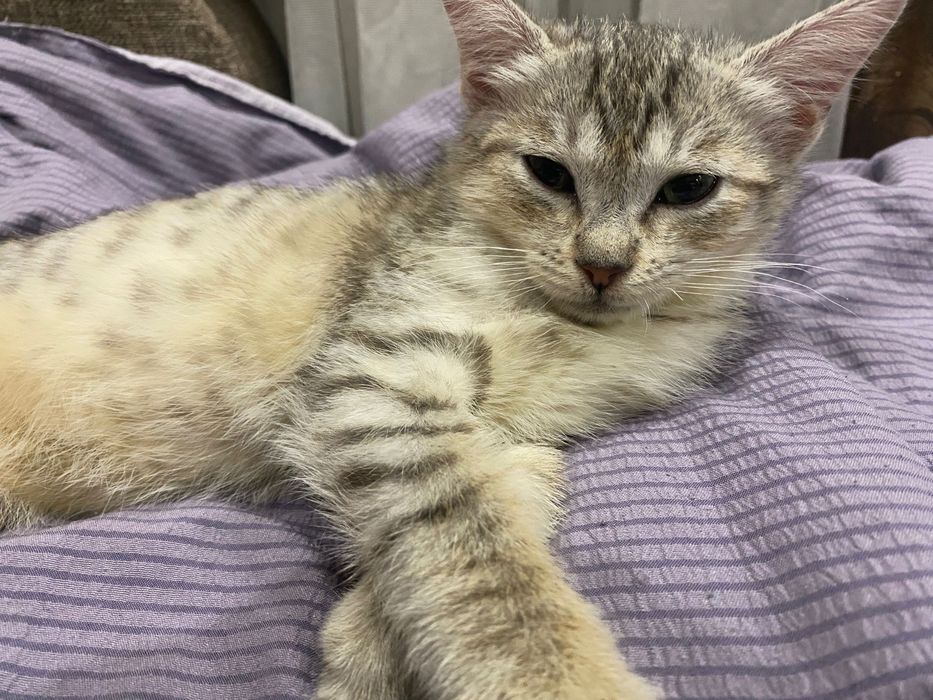 Котенок по имени Пипи