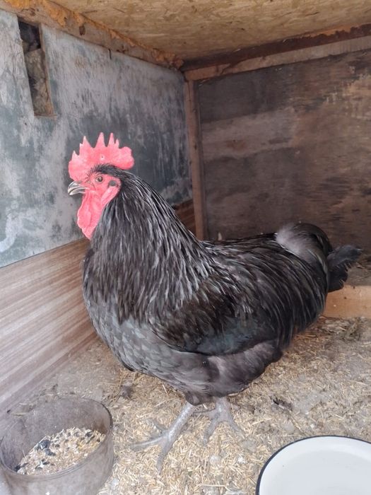 Продаю петуха австралорб