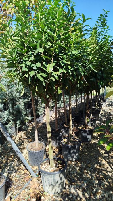 Vând plante ornamentale diferite specii și dimensiuni