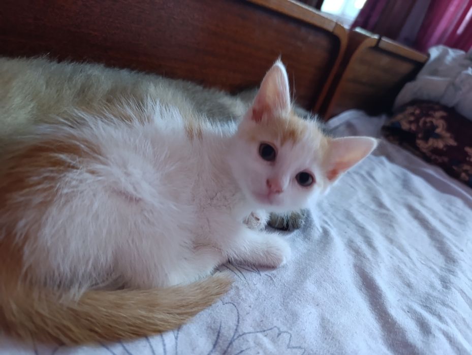 котенок (девочка) в добрые руки