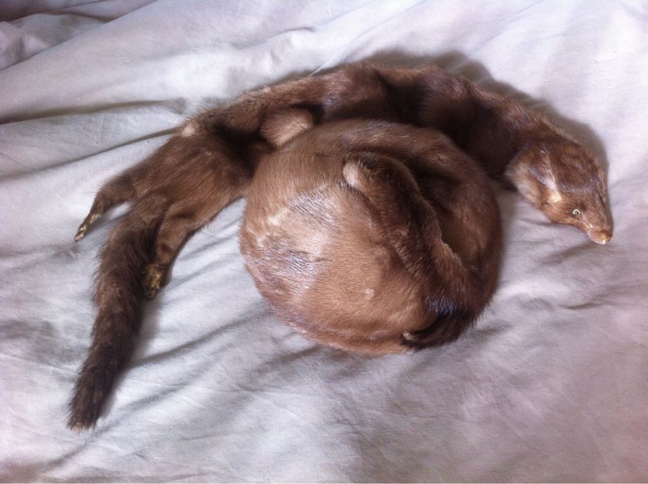 Яка от кафява норка