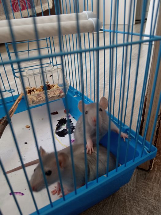 Крысы Дамбо ручные