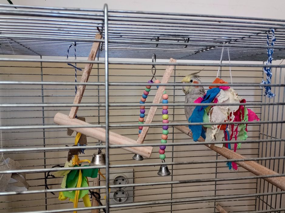 Papagal nimfa mascul + colivie + accesorii