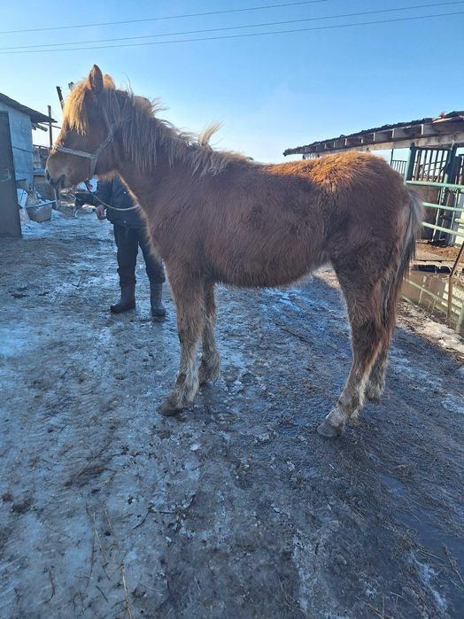 Продам жеребёнка .