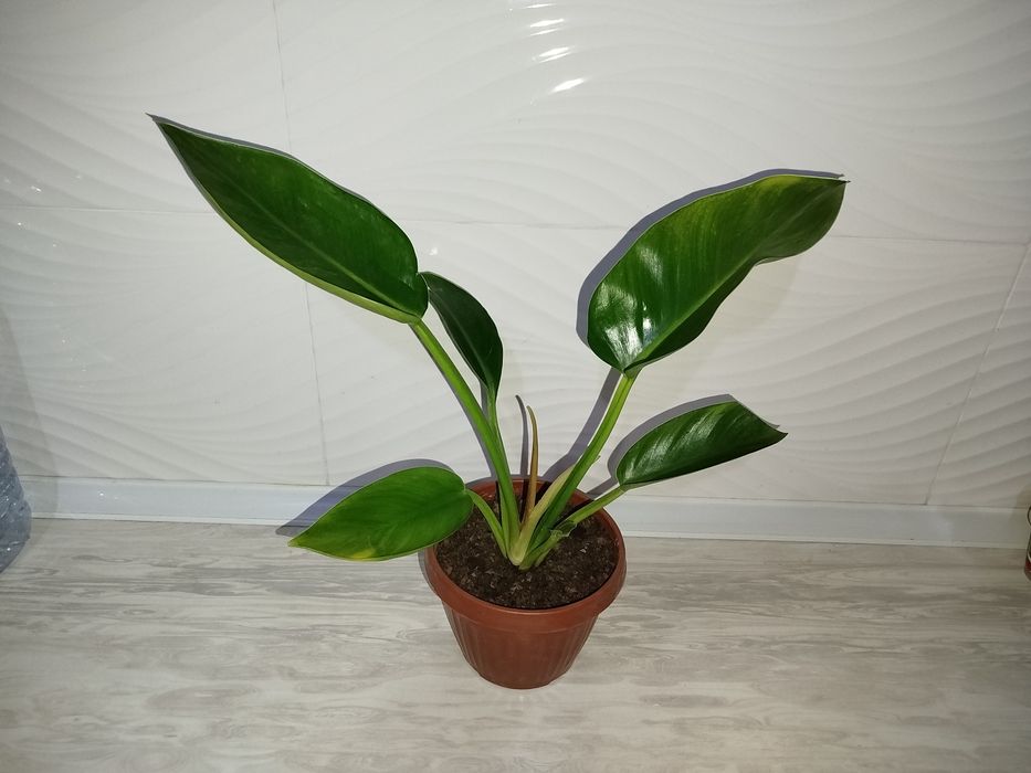 Feladendron imperator