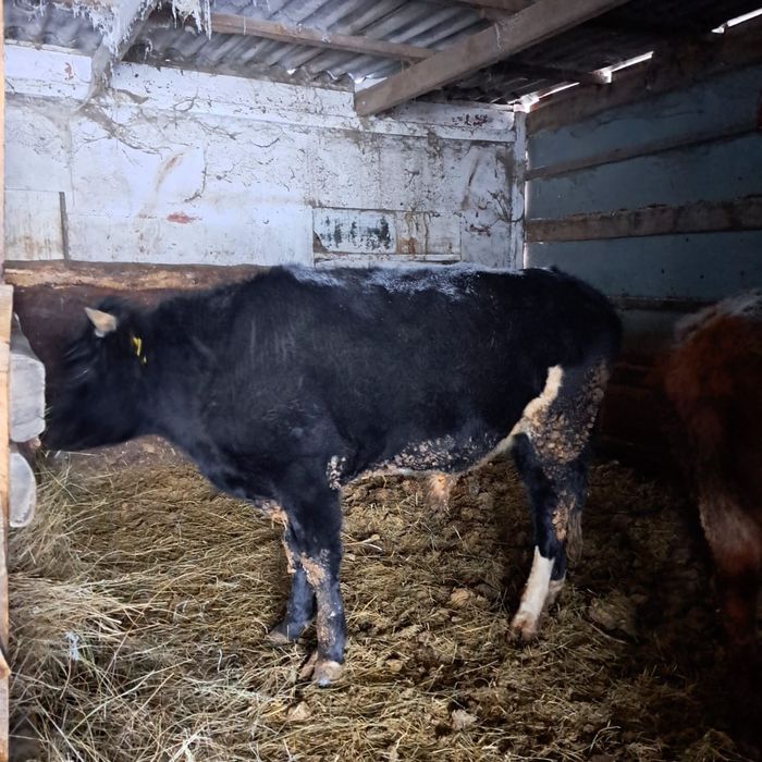 Продам 2 бычков на развод 2024г