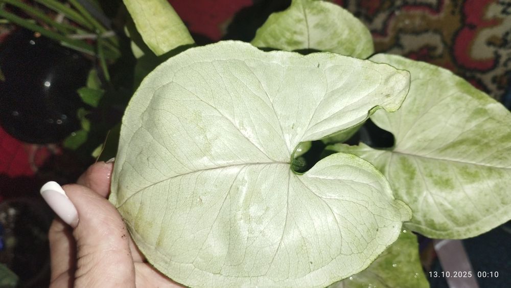 Продается Шикарный Сингониум сорт Альюжен