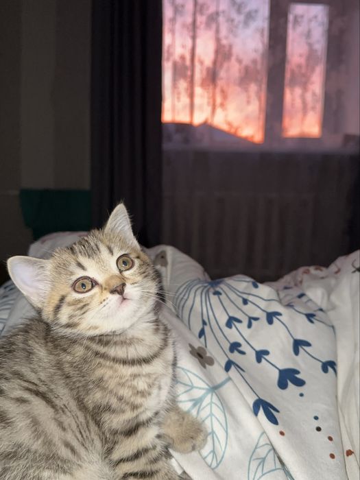 Скотиш страйт кошка