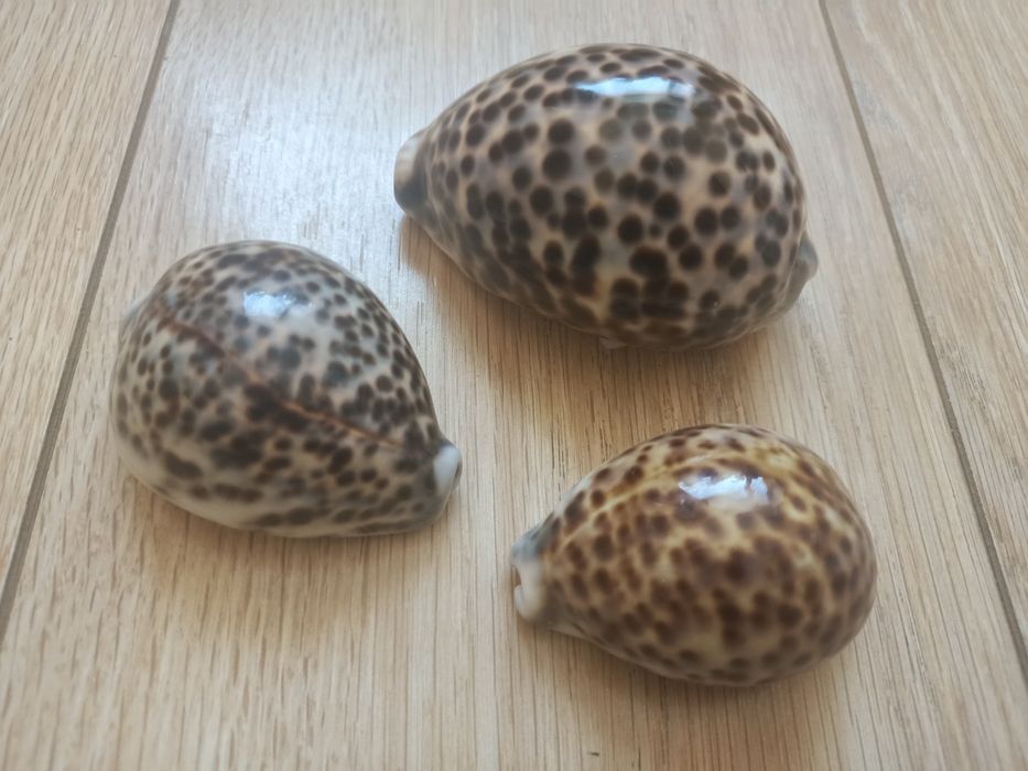 Ракушки от 1500 до 9000