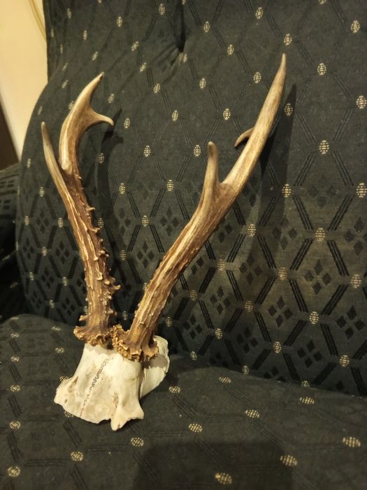 Истински Еленски рога