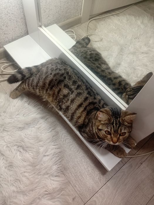 Отдам кошку в хорошие руки