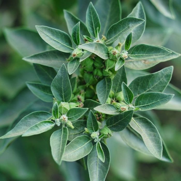 АШВАГАНДА  (индийский женьшень) саженцы