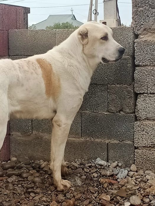 Алабай еркек ит сатамын.