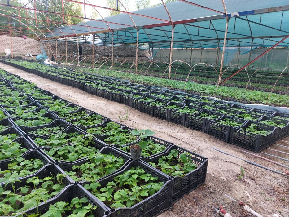 Павлония М1 бор Pavlovniya FTE bor