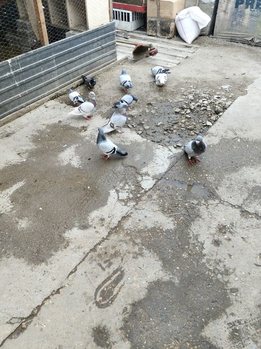 Porumbei standard românești
