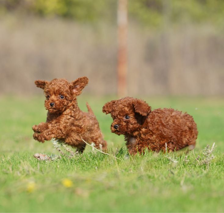 Той Пудел [Toy Poodle]