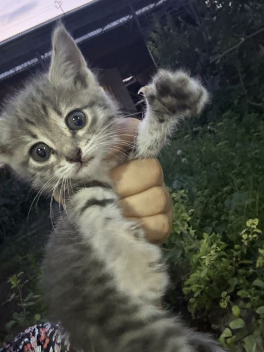 Отдам в добрые руки кошечку, ей три недели и она очень милая