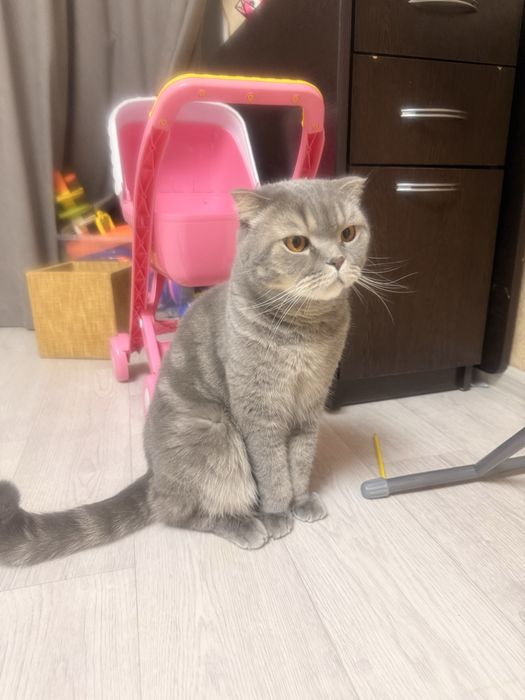 Отдадим в добрые руки