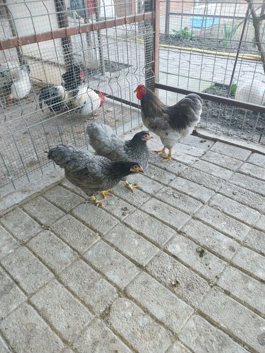 Wyandotte Albastru  pitic