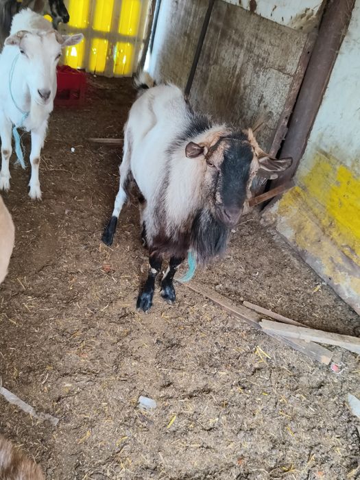 Vând țap metis anglonubian