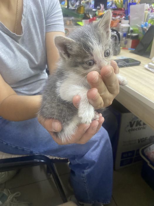 Котенок мальчик маленькии