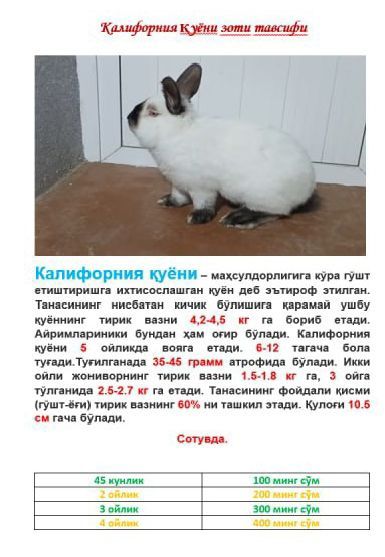 Калифорния зоти қуёнлари